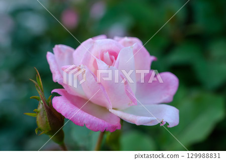 淡粉色玫瑰花朵 淡粉色玫瑰花朵 129988831