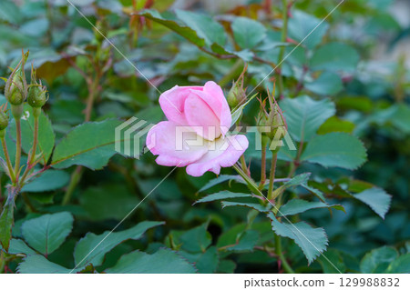 被芽包圍的桃紅色玫瑰 129988832