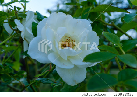 綠葉襯托下的白玫瑰 129988833