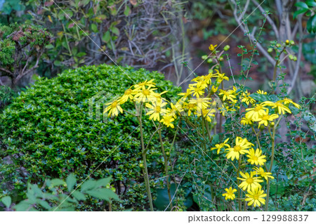 花園裡盛開的黃色花朵 花園裡盛開的黃色花朵 129988837