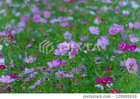 Pink and purple cosmos fields blooming in autumn 129988839