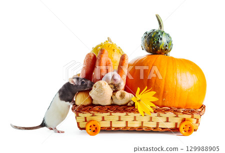 A rat carries autumn vegetables in a basket on wheels. A rat carries autumn vegetables in a basket on wheels. 129988905