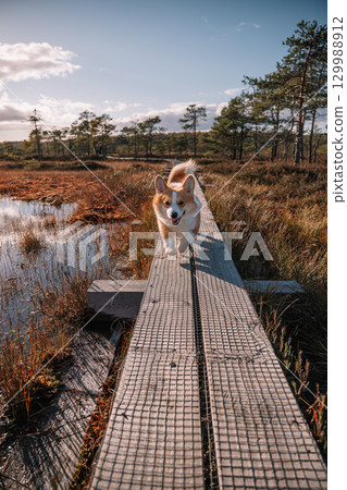 Happy corgi standing on a wooden pathway surrounded by nature during a sunny afternoon 129988912