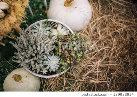 Succulent arrangement in a decorative pot with pumpkins on a rustic outdoor setting Succulent arrangement in a decorative pot with pumpkins on a rustic outdoor setting 129988934