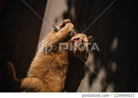 A playful orange cat interacts with a small toy mouse indoors during the afternoon sunlight A playful orange cat interacts with a small toy mouse indoors during the afternoon sunlight 129989021