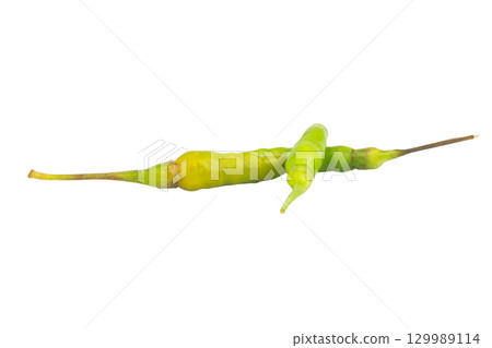 Fresh green chili on white background 129989114