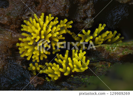 Coral slime mold - Ceratiomyxa fruticulosa f. flava Coral slime mold - Ceratiomyxa fruticulosa f. flava 129989269