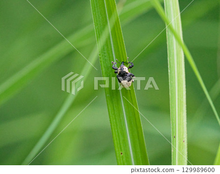 Panda-patterned weevil, white-tailed weevil 129989600