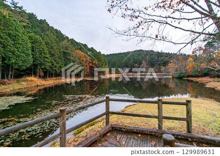Kirara Forest, a virgin forest in Dantouradani, dyed in autumn leaves 129989631