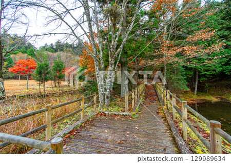 丹東谷的原始森林「Kirara森林」被秋葉染紅 丹東谷的原始森林「Kirara森林」被秋葉染紅 129989634