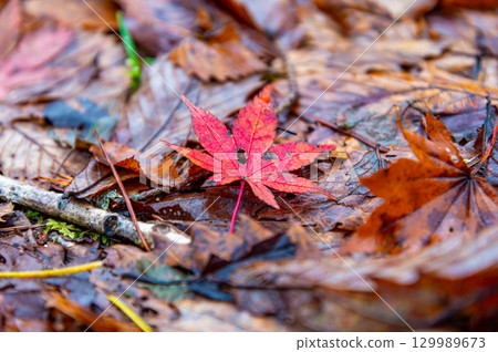 Fallen leaves of maple floating on the water 129989673