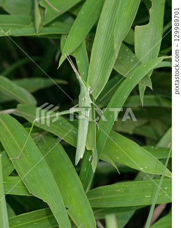 草地上日本最大的蝗蟲種類 129989701