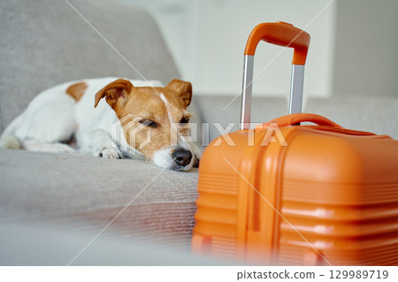 Small dog lying on couch near orange suitcase 129989719