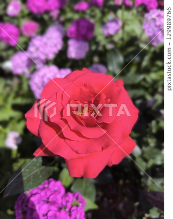 Vibrant Red Rose Blossom in a Garden of Purple Flowers, a Floral Delight for Projects 129989766