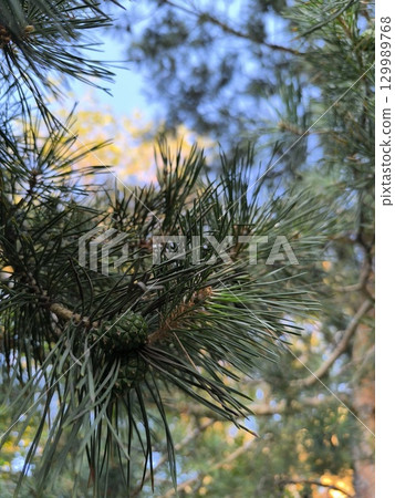 Pine Tree Branch with Cones on a Sunny Day. Nature s Beauty and Evergreen Details. 129989768