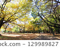 代代木公園秋葉 129989827