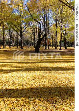 代代木公園秋葉 代代木公園秋葉 129989828