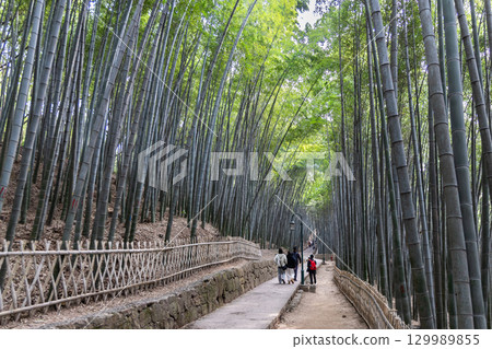 People hiking at Yunqi bamboo trail, a scenic path in Hangzhou located in the West Lake scenic area with a dense bamboo forest People hiking at Yunqi bamboo trail, a scenic path in Hangzhou located in the West Lake scenic area with a dense bamboo forest 129989855