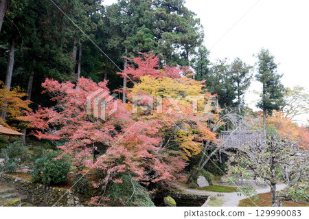 Kyoto City, Kyoto Prefecture_Sanzen-in Temple Autumn Leaves 5_November 2024 129990083