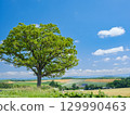 Hokkaido Biei_Seven Star Tree Scenery 129990463