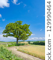 Hokkaido Biei_Seven Star Tree Scenery 129990464