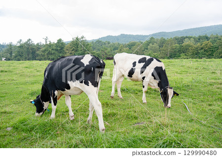 Cows eating grass in the meadow 129990480