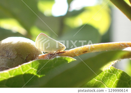 A blue-winged flycatcher on a branch 129990614