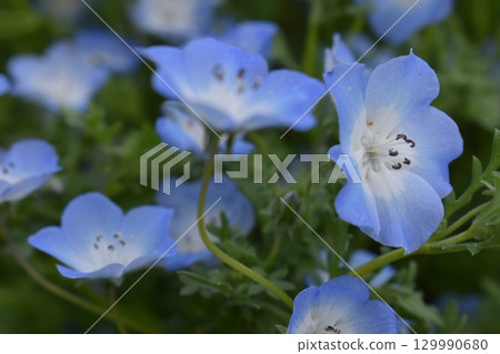 Nemophila Nemophila 129990680