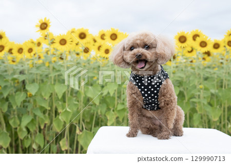 清晨的向日葵田和玩具貴賓犬 清晨的向日葵田和玩具貴賓犬 129990713