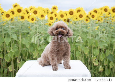清晨的向日葵田和玩具貴賓犬 清晨的向日葵田和玩具貴賓犬 129990715