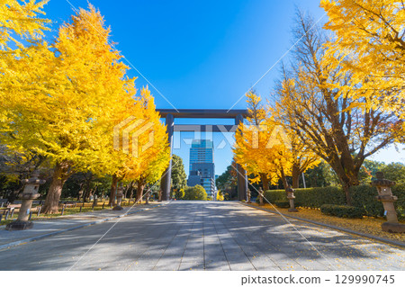 Ginkgo trees at Yasukuni Shrine in autumn, Tokyo 129990745