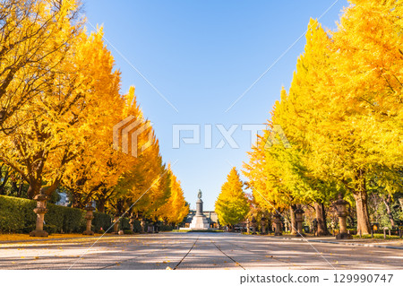 Ginkgo trees at Yasukuni Shrine in autumn, Tokyo 129990747