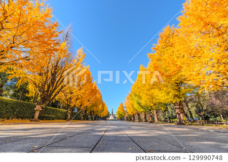 東京靖國神社秋季的銀杏樹 129990748