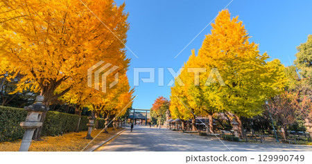 Ginkgo trees at Yasukuni Shrine in autumn, Tokyo 129990749