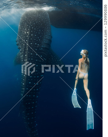 Freediver swims with giant whale shark in deep blue ocean, harmony of human and marine life 129990886