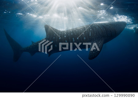 Whale shark swimming under sun rays in tropical blue sea 129990890