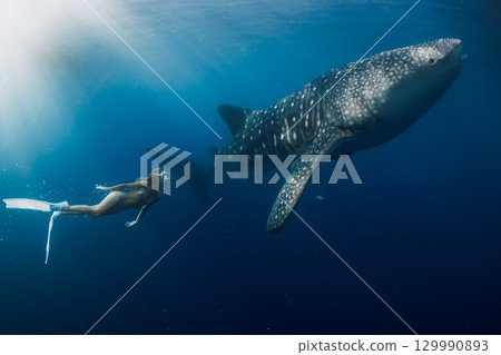 Freediver swimming with a giant whale shark in the blue sea, stunning underwater adventure. 129990893