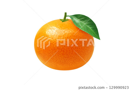 Mandarin orange illustration realistic mandarin orange 129990923
