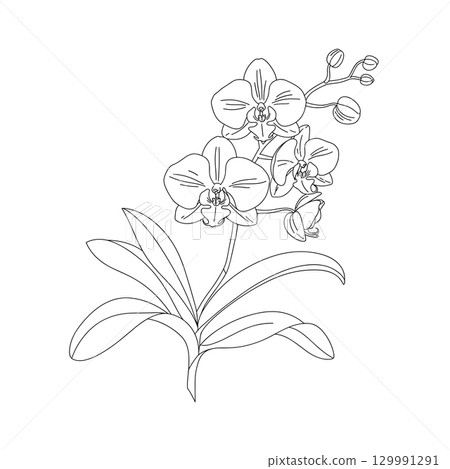 A simple vector line drawing of an orchid flower with detailed petals and leaves. The design features a stem with buds and blossoms, showcasing the elegance of the orchid. 129991291
