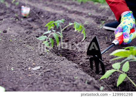 Gardener tending to young tomato plants in a home garden during springtime Gardener tending to young tomato plants in a home garden during springtime 129991298