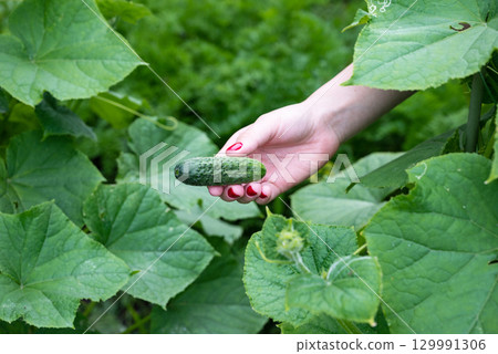Harvesting fresh cucumbers from a home garden during late summer in a backyard setting Harvesting fresh cucumbers from a home garden during late summer in a backyard setting 129991306
