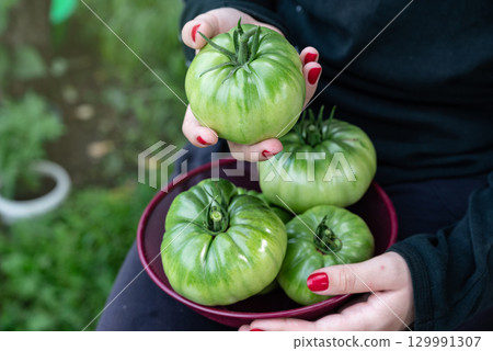 Freshly harvested green tomatoes displayed in a bowl held by a person in a garden setting during a sunny day Freshly harvested green tomatoes displayed in a bowl held by a person in a garden setting during a sunny day 129991307
