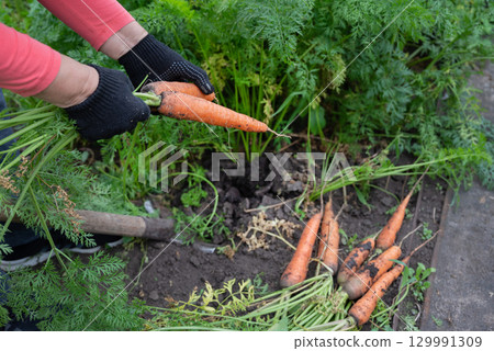 Harvesting fresh carrots in a home garden surrounded by lush green plants on a sunny day Harvesting fresh carrots in a home garden surrounded by lush green plants on a sunny day 129991309