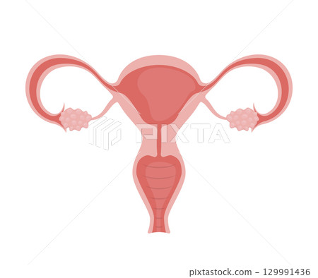 Female reproductive system showing uterus, ovaries and fallopian tubes 129991436