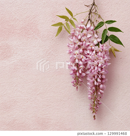 Beautiful hanging pink Wisteria blossoms isolated on a white background. 129991468