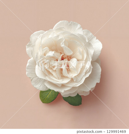 White rose on pink background 129991469