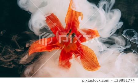 Drop flower. Smoke art. White color vapor orange lily water nature blossom fume floating on abstract dark black floral background. Drop flower. Smoke art. White color vapor orange lily water nature blossom fume floating on abstract dark black floral background. 129991774