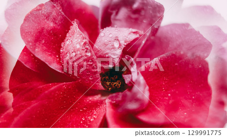 Exotic background. Tropical blossom. Pink purple color rose creative flower transparent droplet motion on abstract flare light art. Exotic background. Tropical blossom. Pink purple color rose creative flower transparent droplet motion on abstract flare light art. 129991775