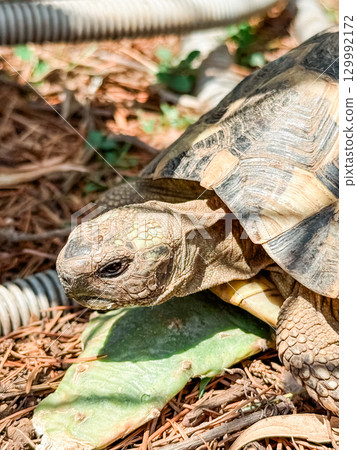 Turtle crawling across the grass and soil in daylight. Wildlife, nature, ecology and observation of animal life in outdoor habitat. 129992172
