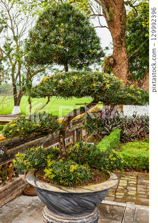 Ornamental potted bonsai-style tree with sculpted foliage in historic garden of Hue Vietnam Ornamental potted bonsai-style tree with sculpted foliage in historic garden of Hue Vietnam 129992396